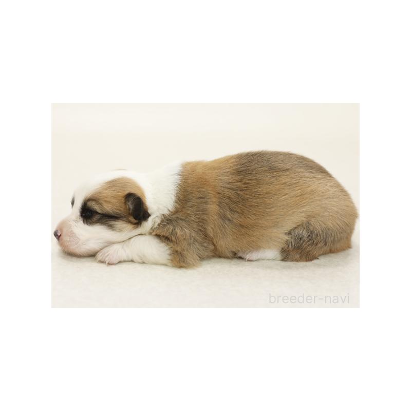 成約済の神奈川県のウェルシュコーギーペンブローク-405195の3枚目